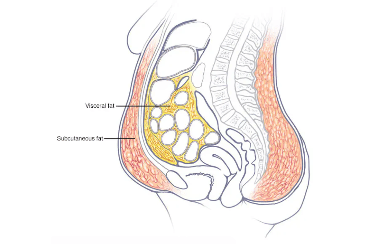 lose menopause belly fat
